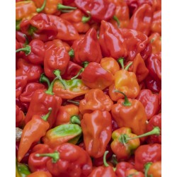 Peperoncino Habaneros Fresco 0,5 Kg - Doctor Salsas ®