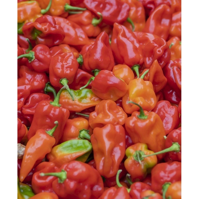 Peperoncino Habaneros Fresco 0,5 Kg - Doctor Salsas ®