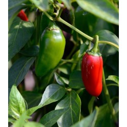 Comprar Jalapeños Chiles Frescos