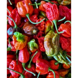 Peperoncino Carolina Reaper Fresco  0,5 Kg - Doctor Salsas ®