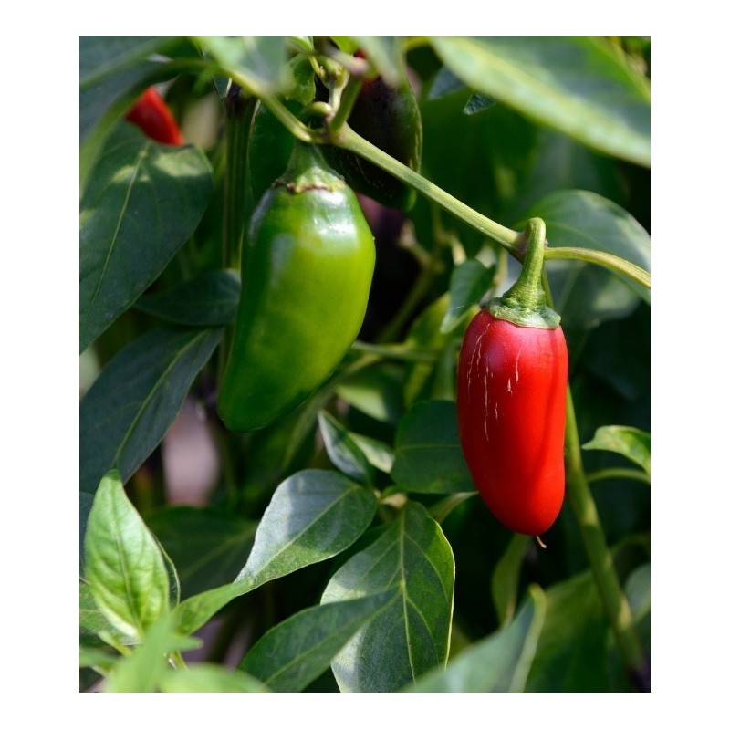 Comprar Jalapeños Chiles Frescos