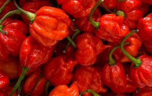 Types of hot chilies - blog doctorsalsas