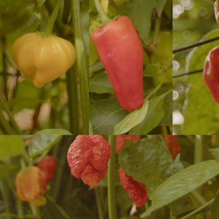 Types of hot chilies