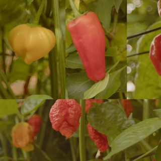 Tipos de chiles picantes