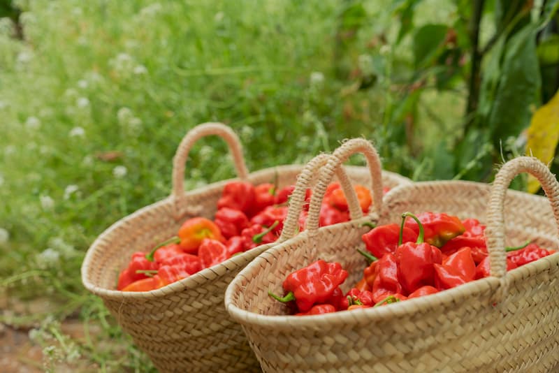 cestas de recoleccion de los chiles en nuestros invernaderos