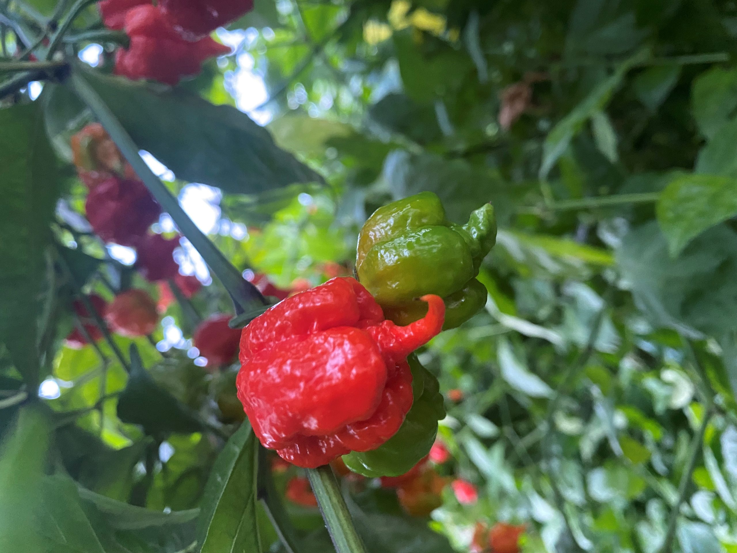 Chile carolina reaper organico