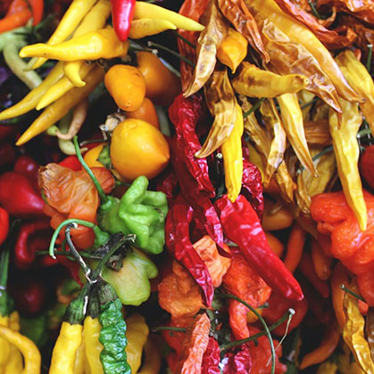 TYPES OF HOT CHILIES